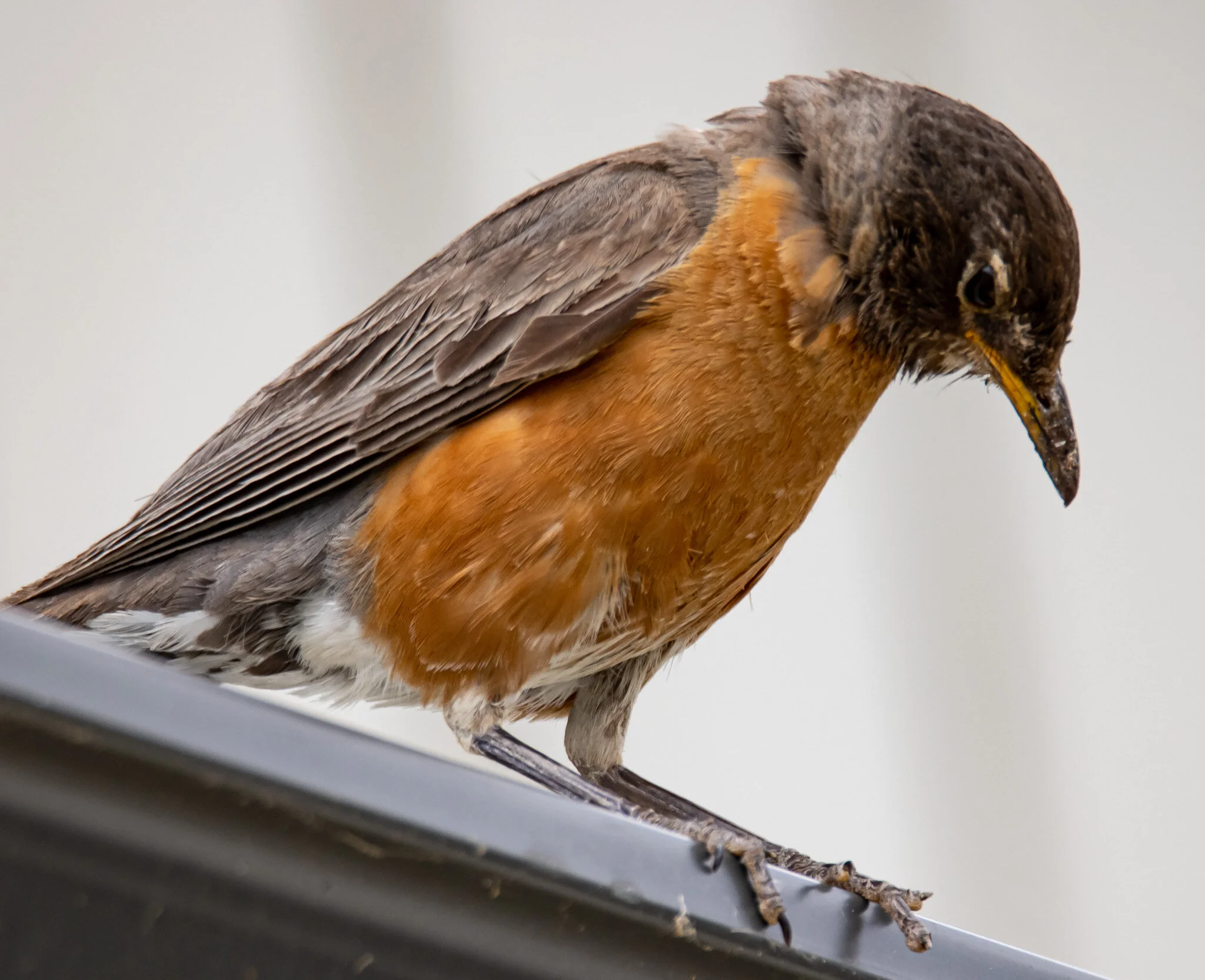 Robin on a Roof | Edmonton, Alberta