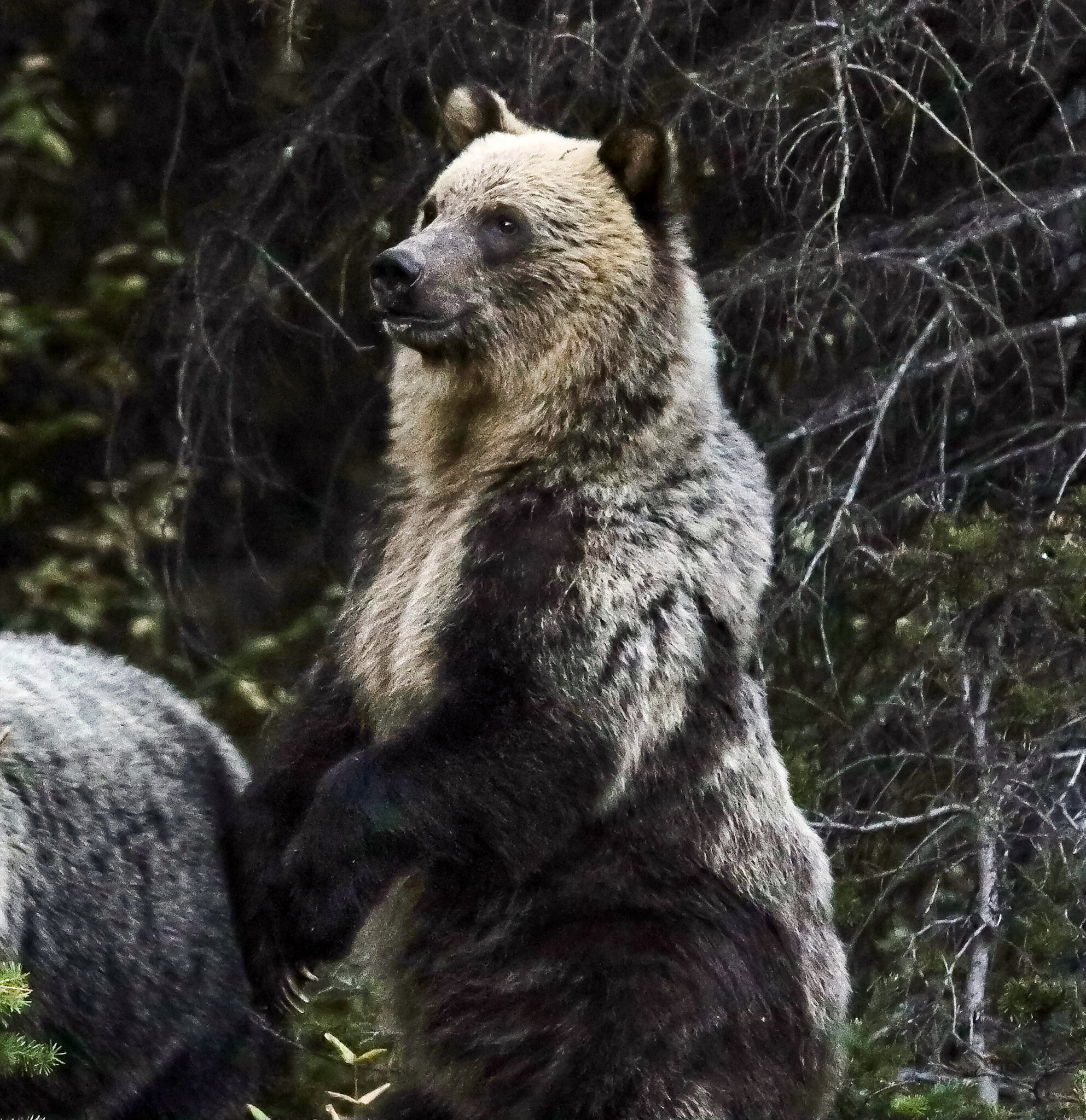Standing Tall | Kananaskis Country