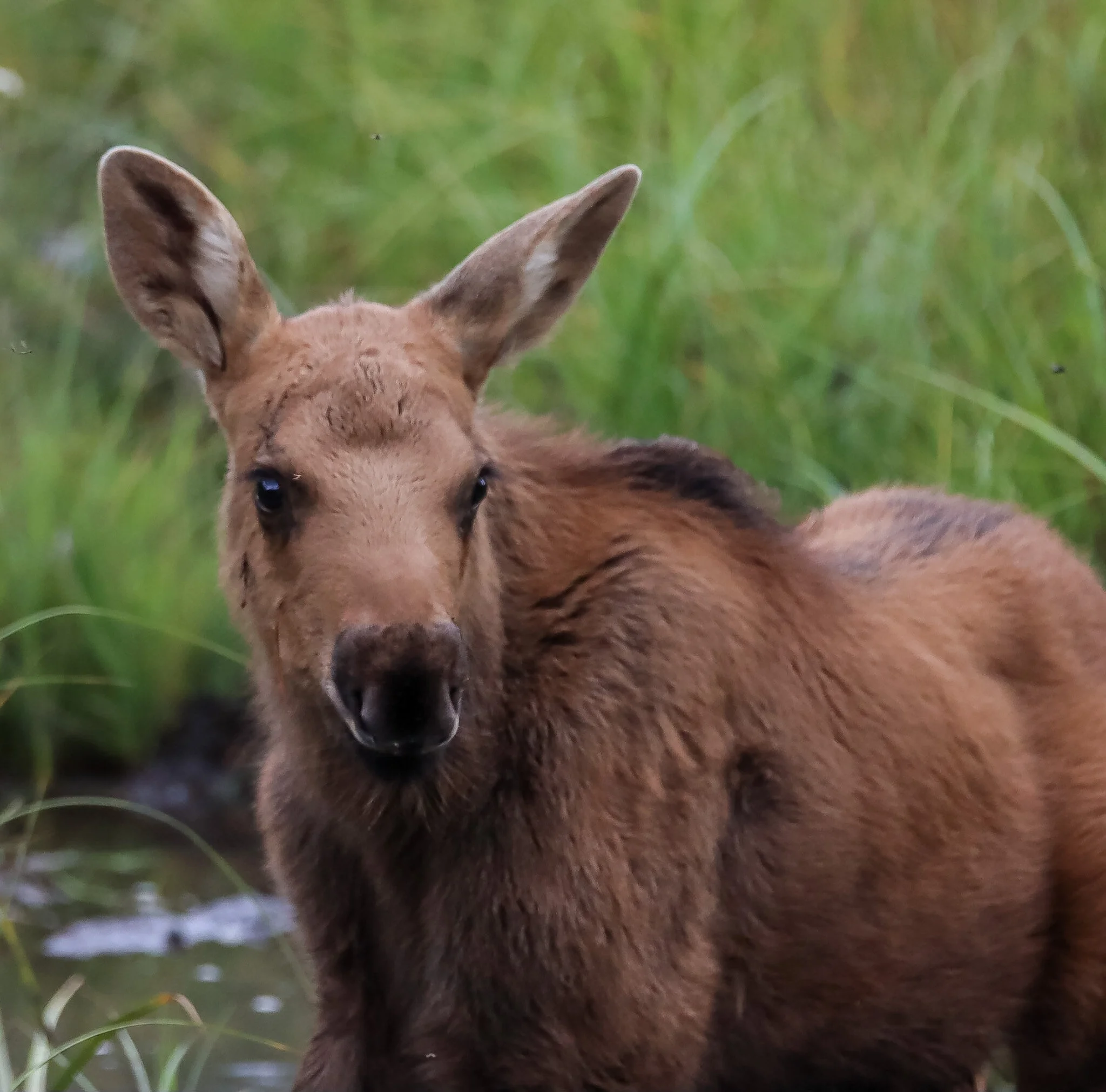 Young Moose | Peter Lougheed Provincial Park