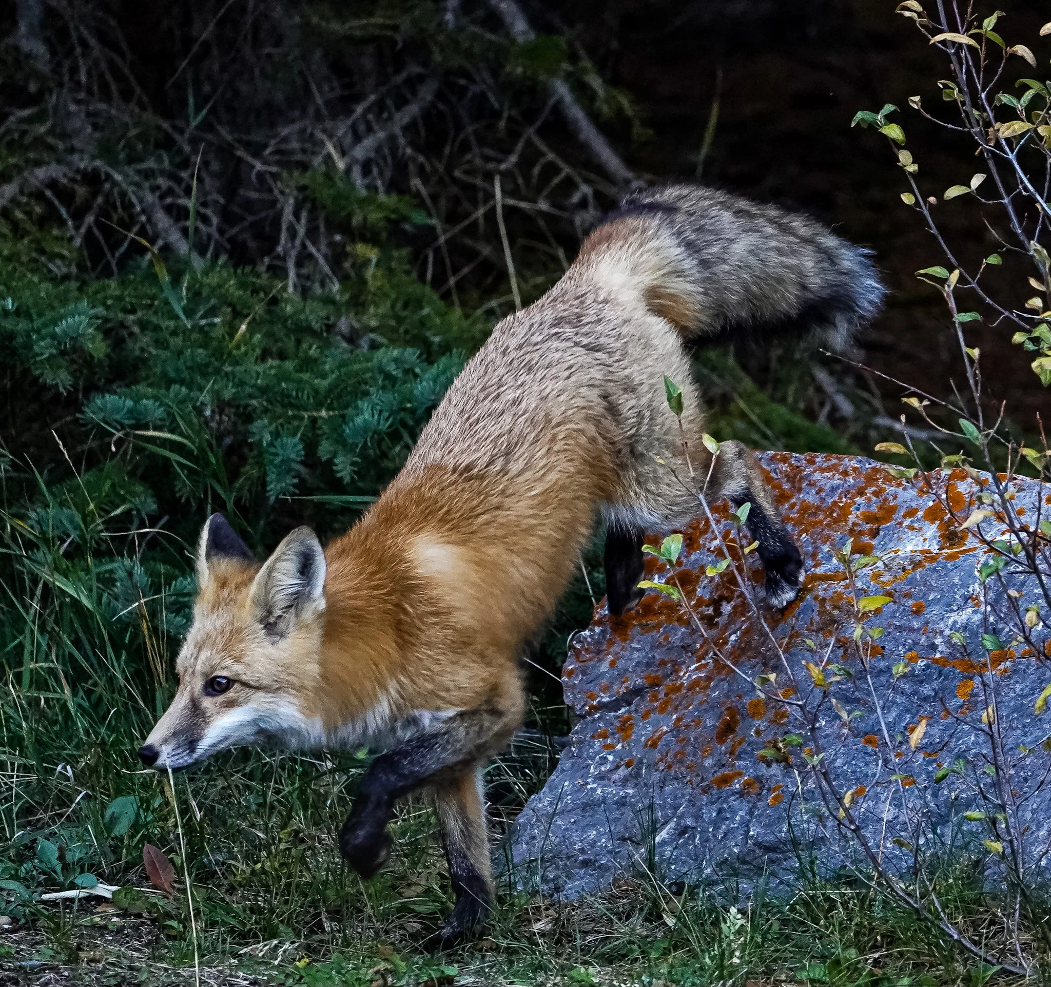 On the move | Banff National Park