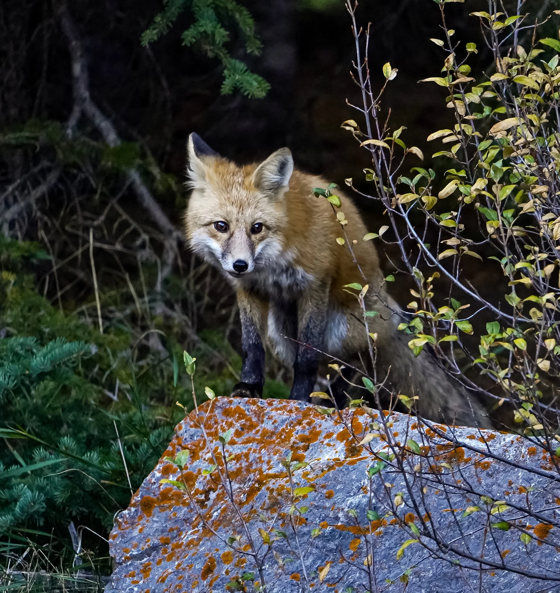 Lady Fox | Banff National Park