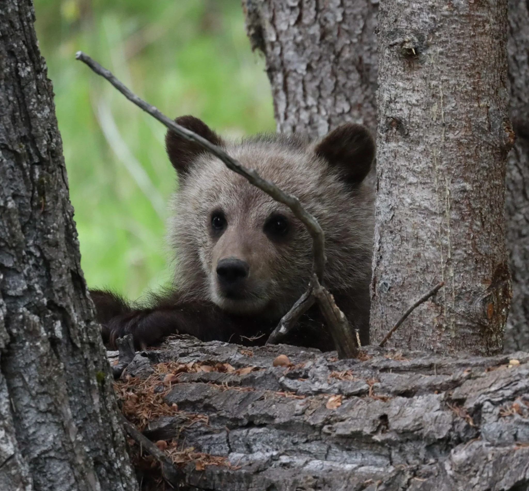 Peekaboo Bear | Jasper National Park