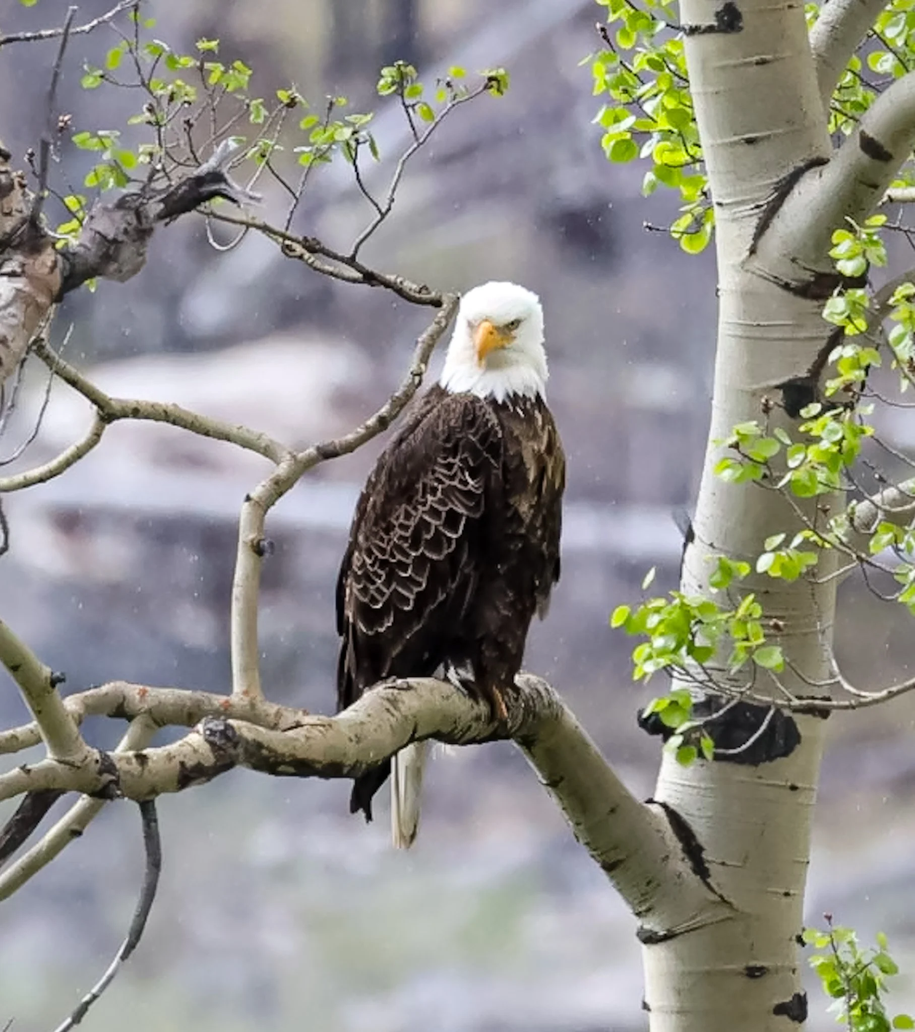 Watchful Parent | Jasper National Park