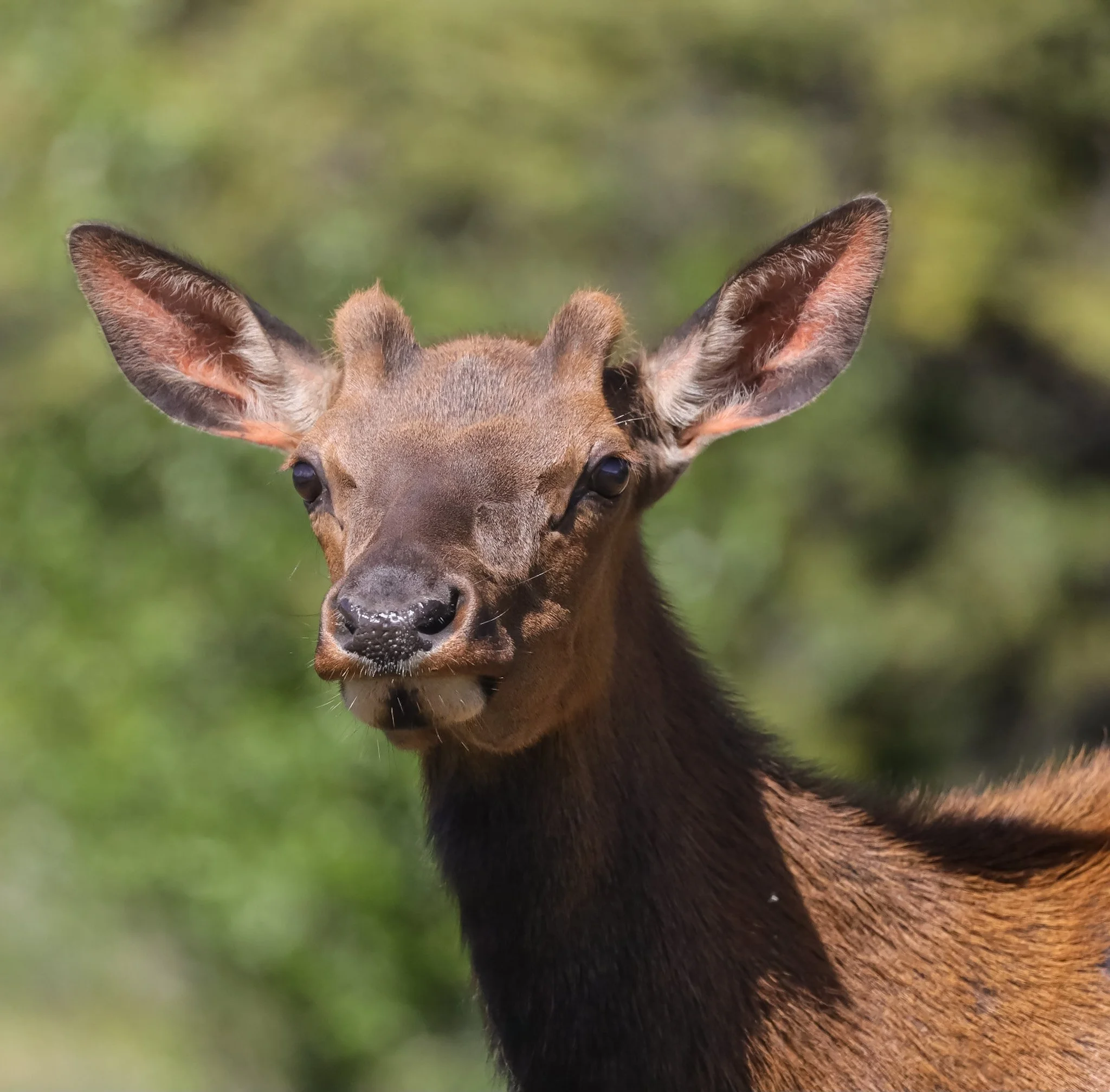 Harumph Face | Jasper National Park