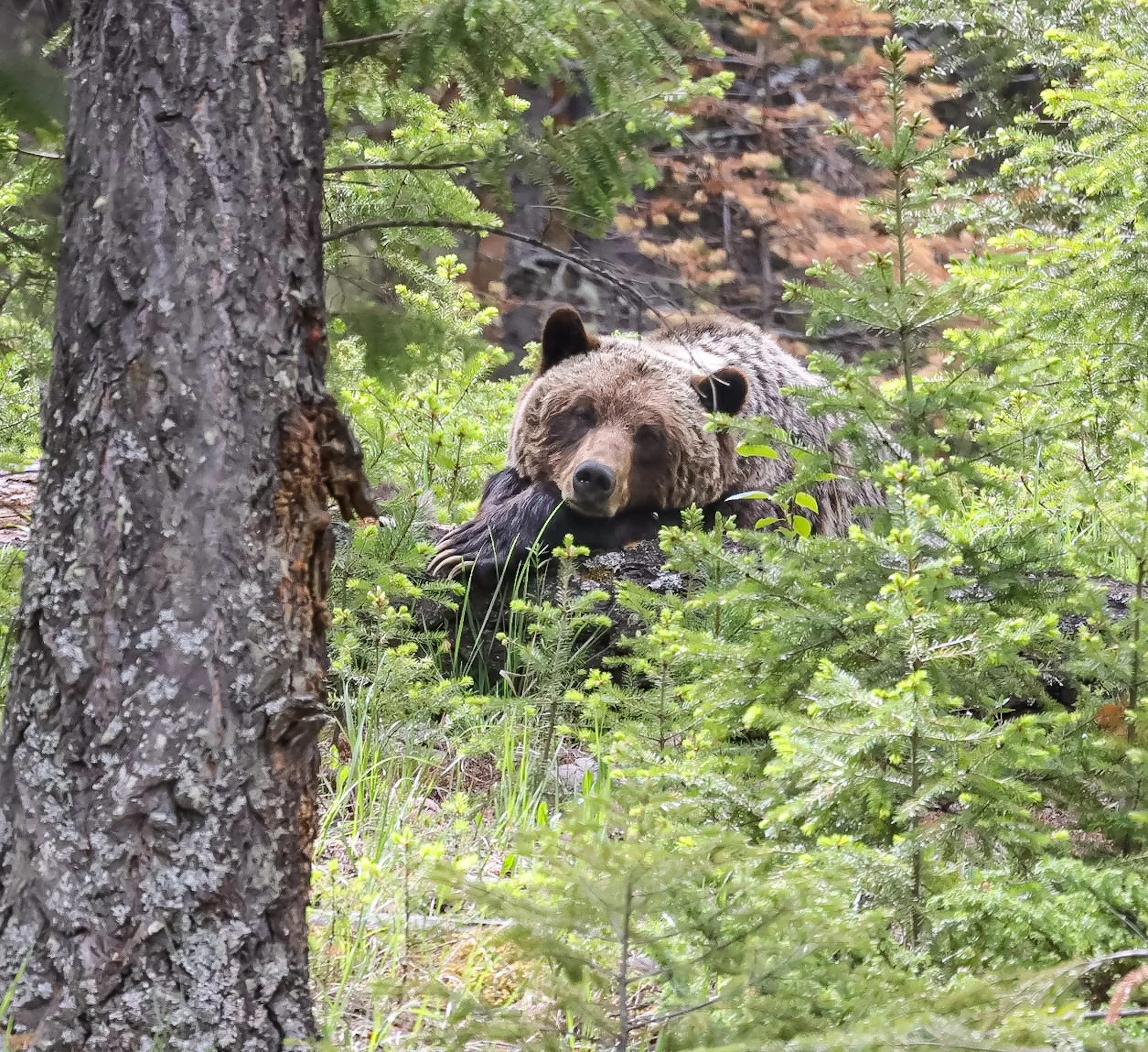 Sleepy Mama Bear | Jasper National Park
