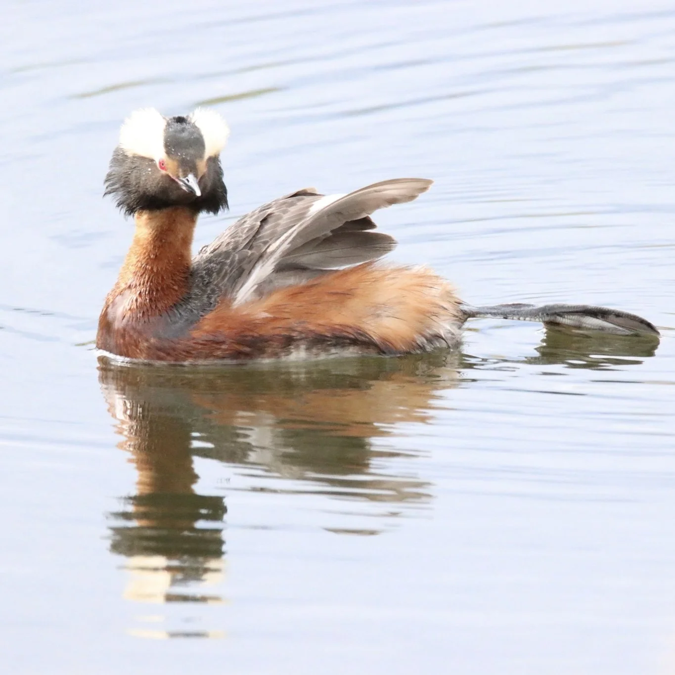 Horned Grebe | Edmonton