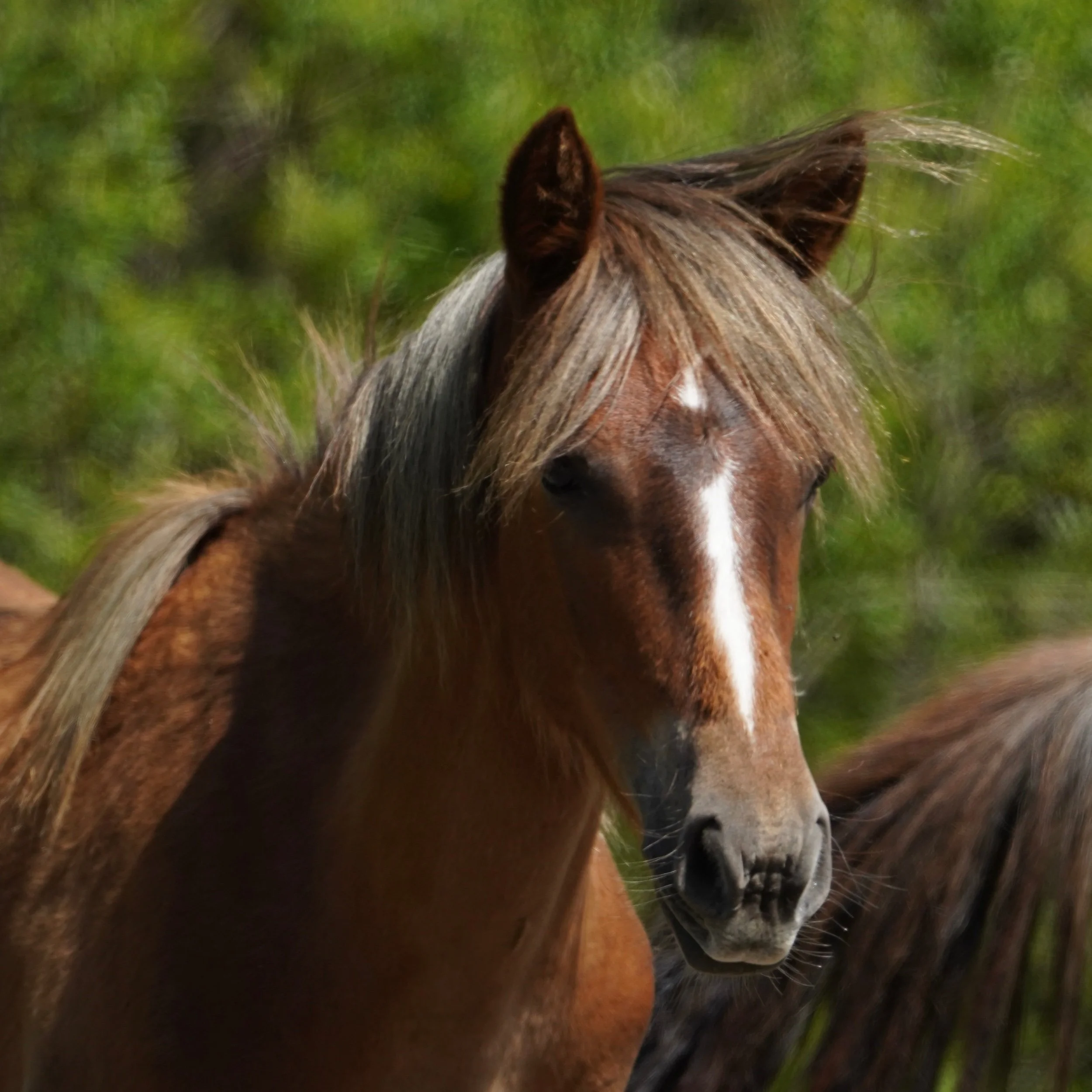 ‘Wildie’ | Alberta