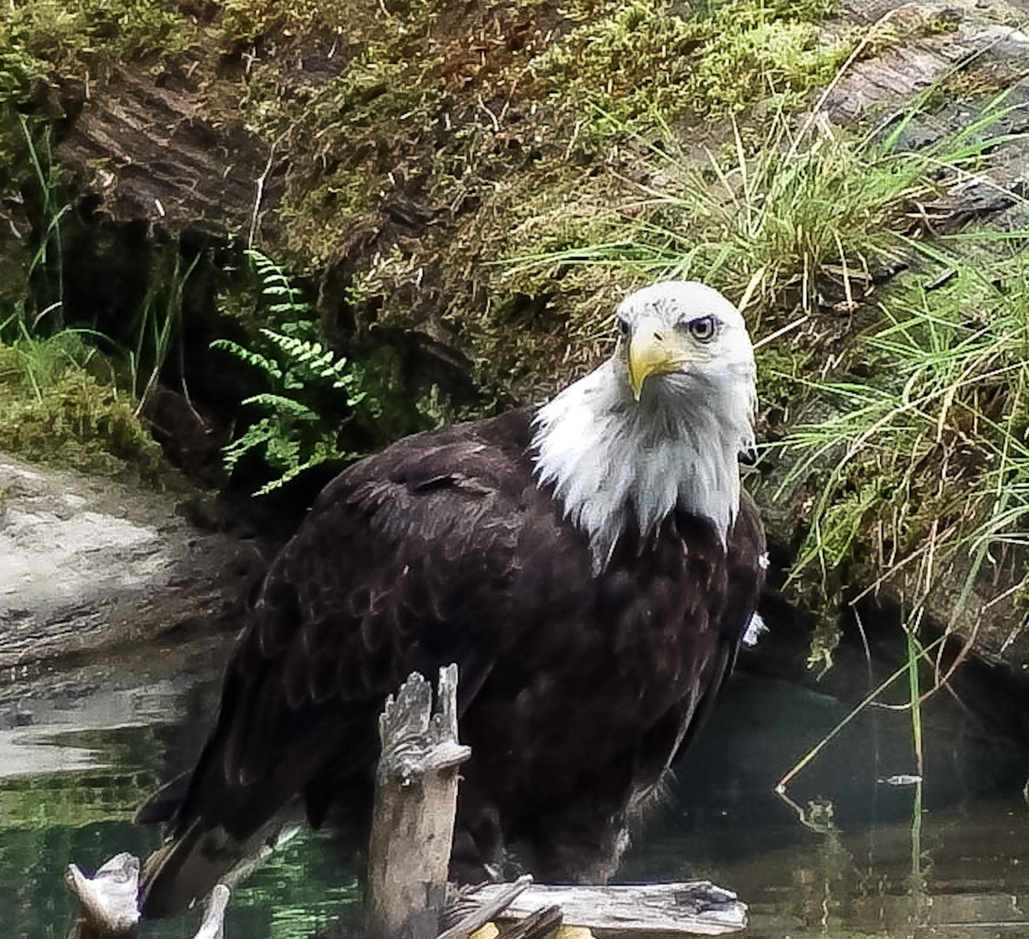 Bald Eagle | Tongass National Park