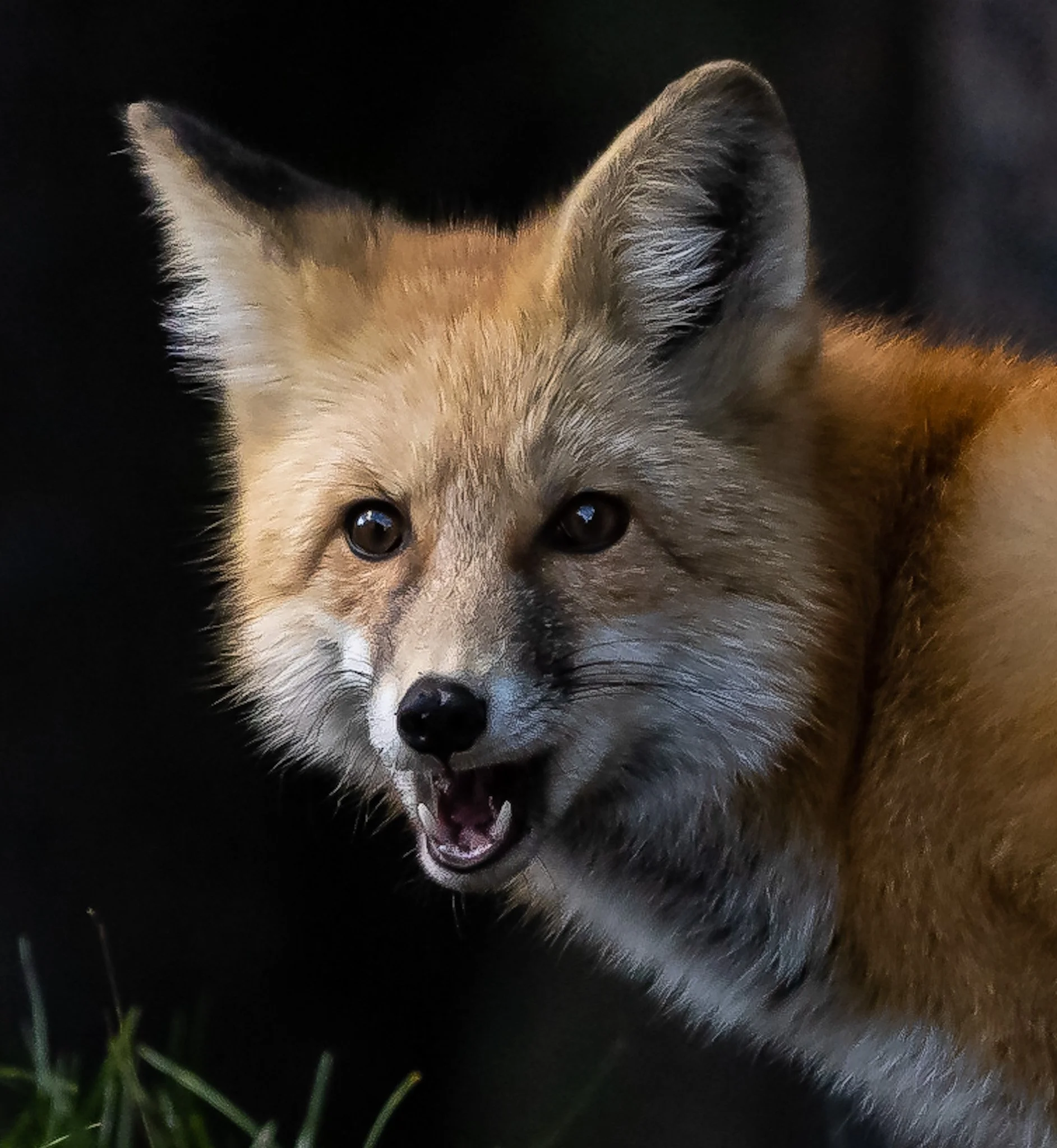 The Hunter | Banff National Park