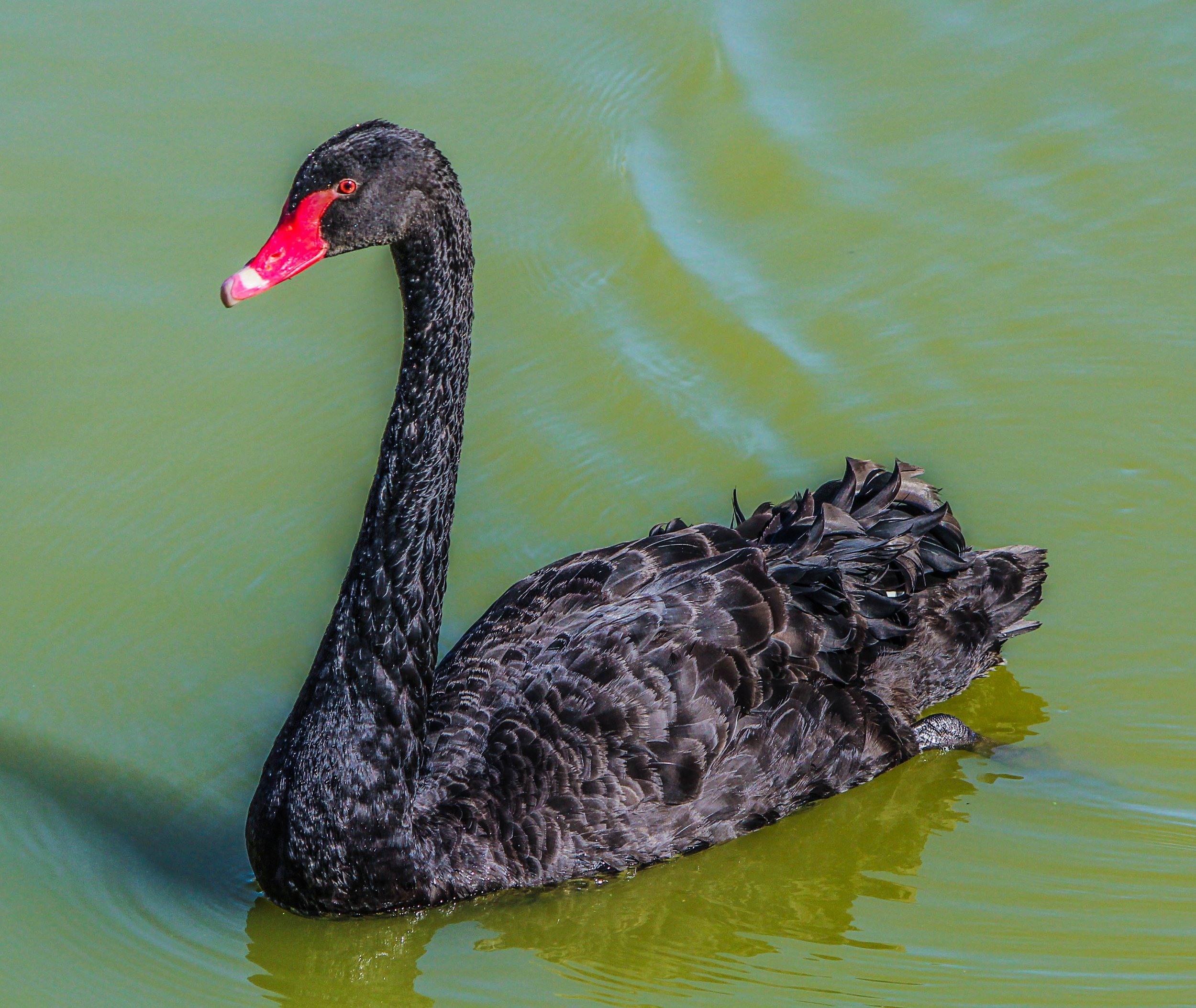 Black Swan Management