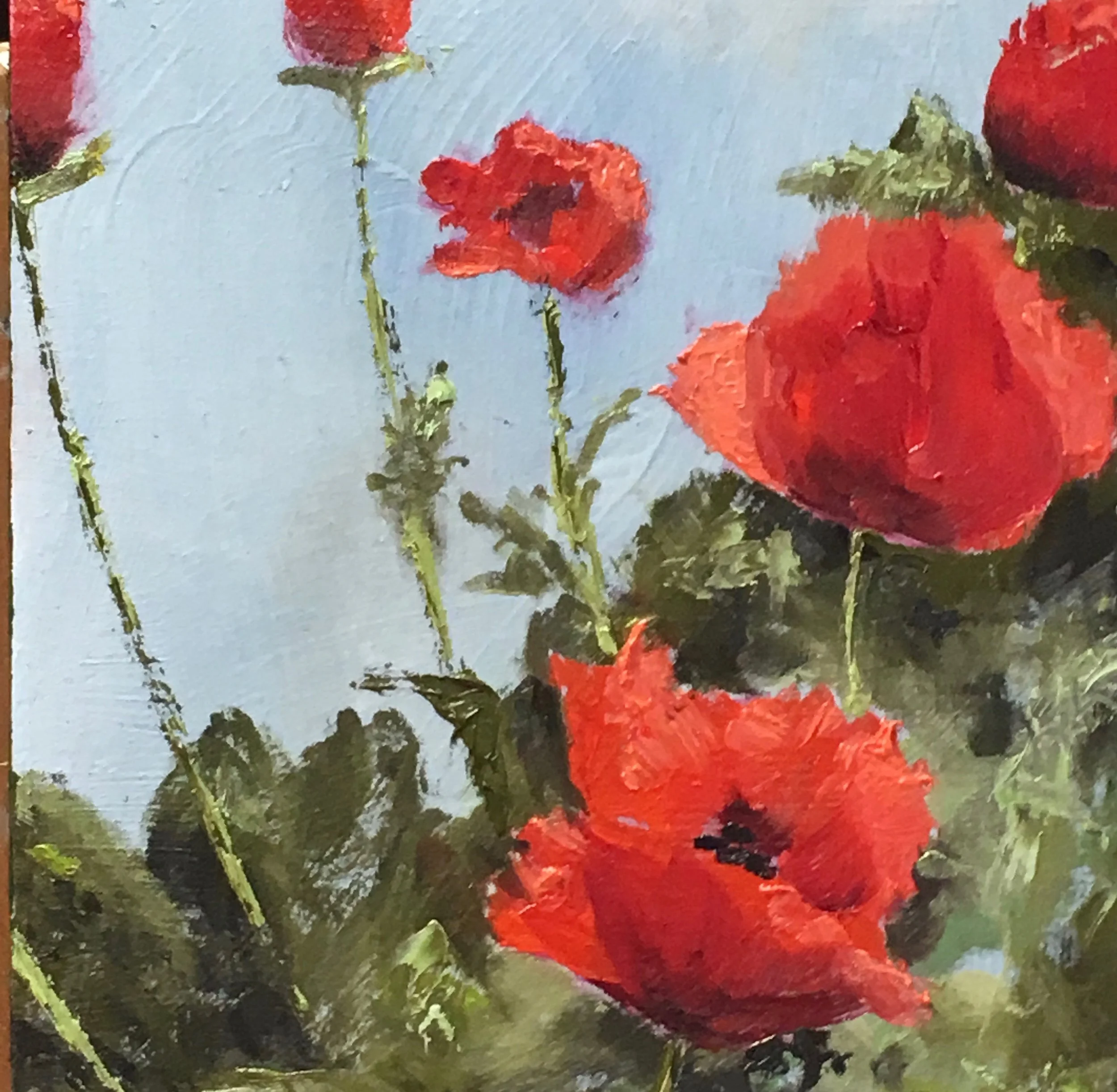 Poppies For You