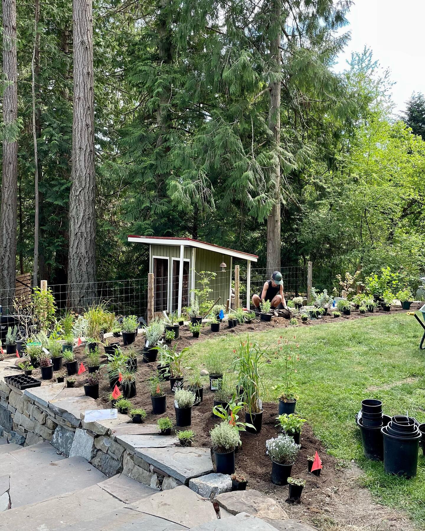 Thoroughly enjoyed this drought tolerant AND medicinal landscape install for some fantastic clients.