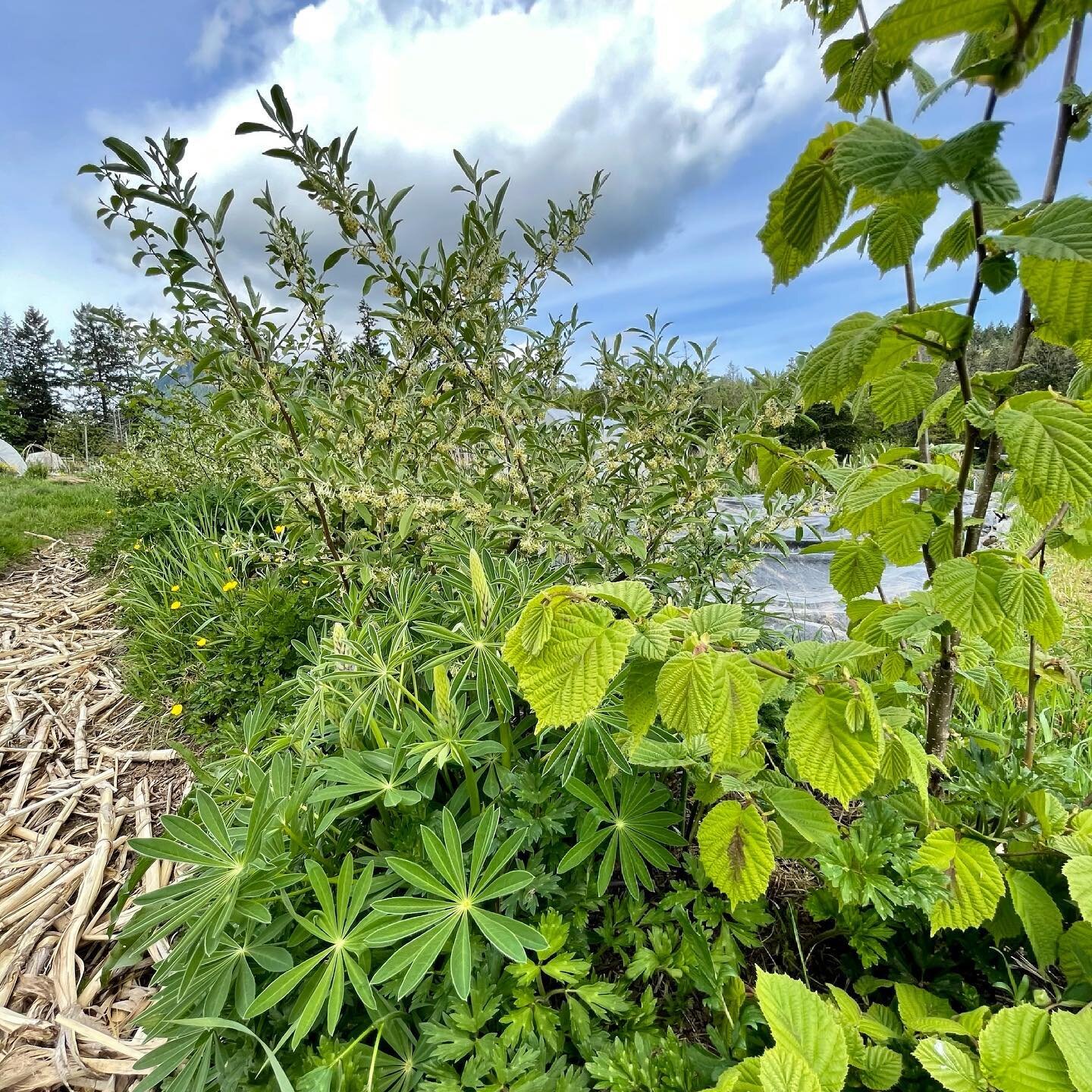 Happy little #hazelnut #goumi and #lupin polyculture on this demonstration #swale at Harvest Farm @harvest_kitchen_cafe