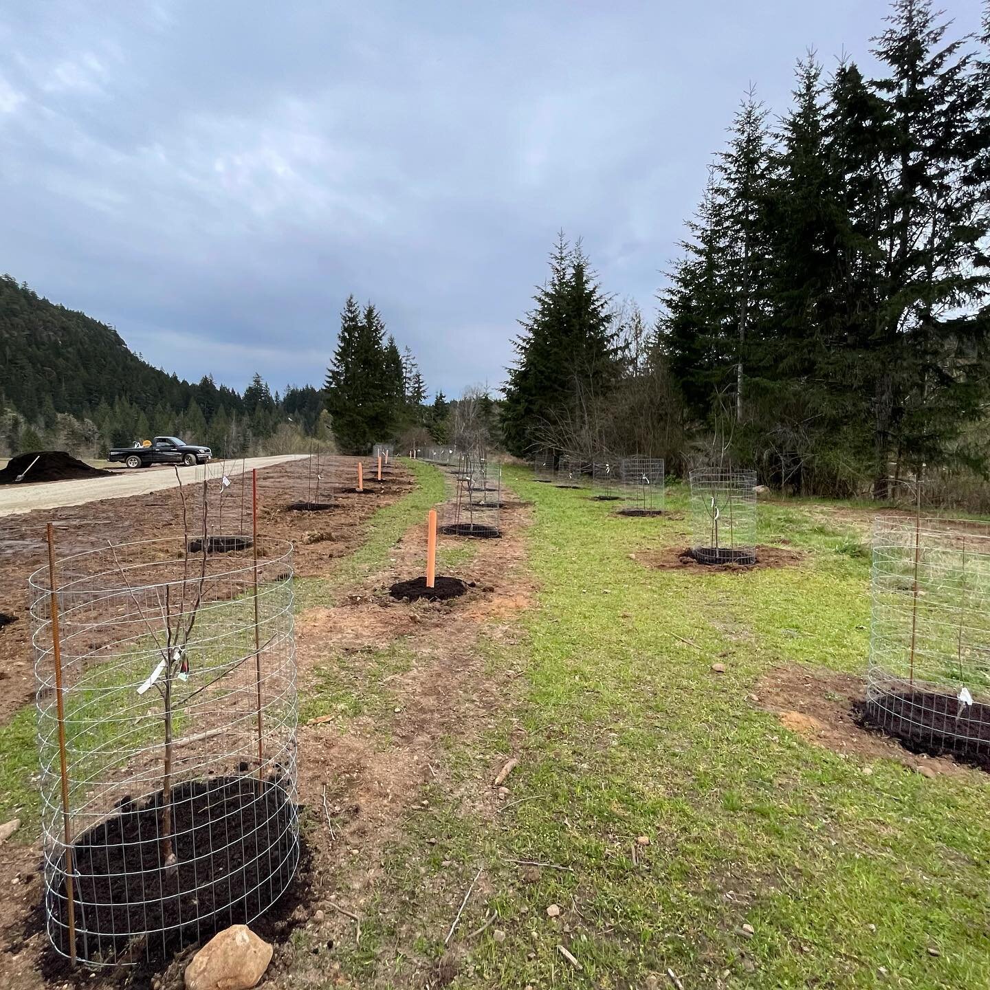 New mixed fruit #orchard ready for some sun 🌞 🍎🍐🍒🌸