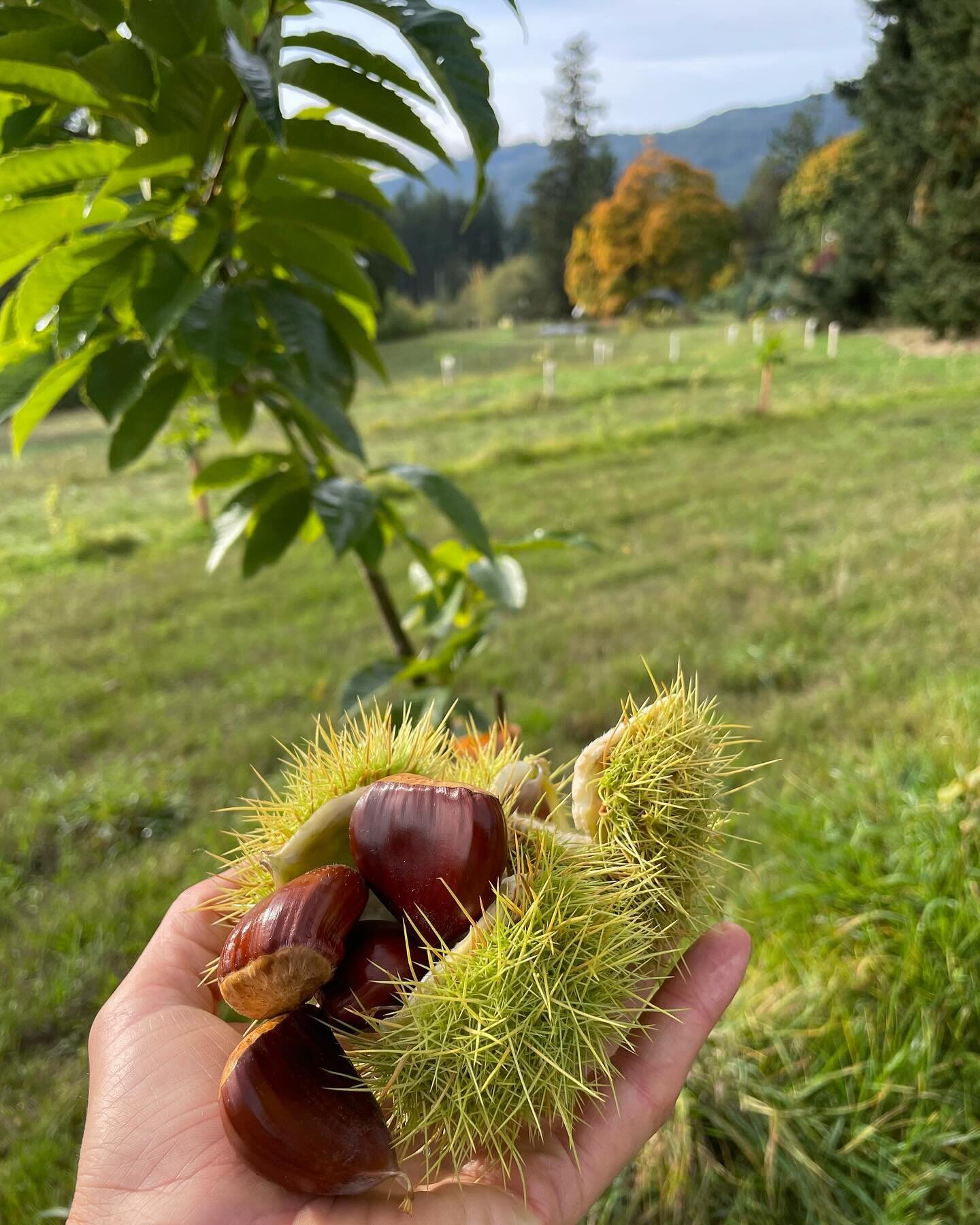 First few sweet chestnuts out of the orchard! #sweetchestnut #orchard #nuts