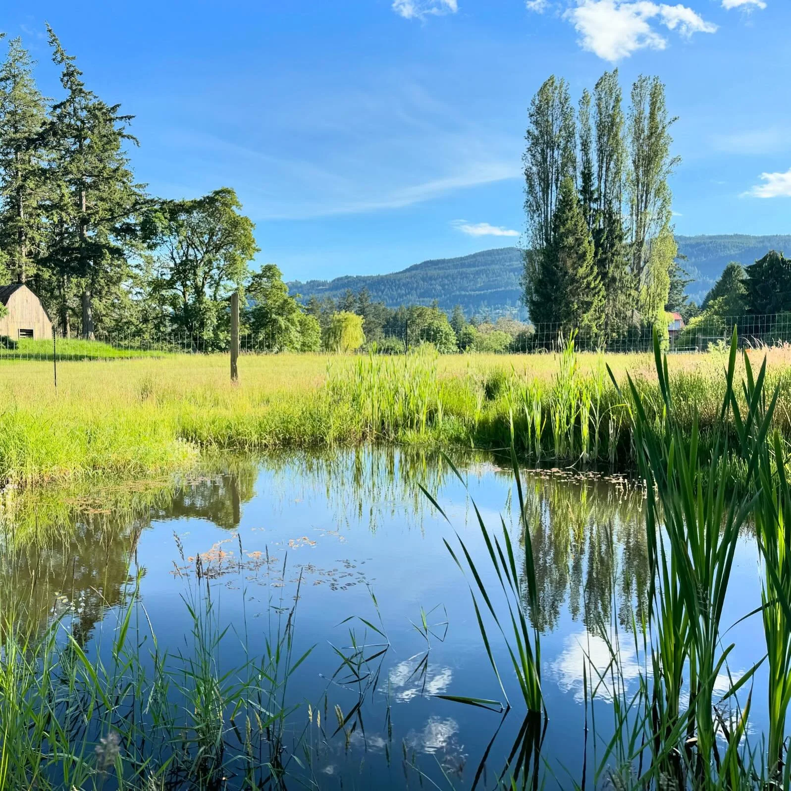 This constructed wetland is really coming into its own after 1.5yrs. It&rsquo;s always a joy to watch the diversity of wildlife that these systems attract. If you build it they will come!