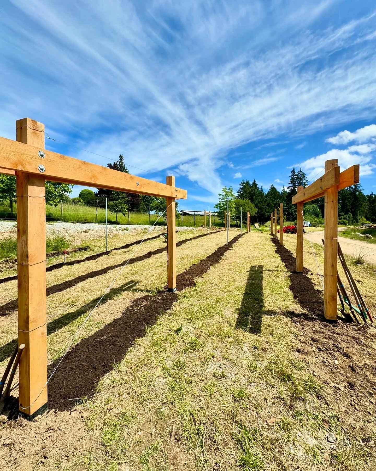 This high-density apple orchard @wawwemeals is all prepped for planting today! The dwarfing trees will be planted 3.5ft apart &amp; trained up this flippin&rsquo; beautiful 9ft cedar trellis by @entropywoodworks &amp; co. to form an easily harvested 