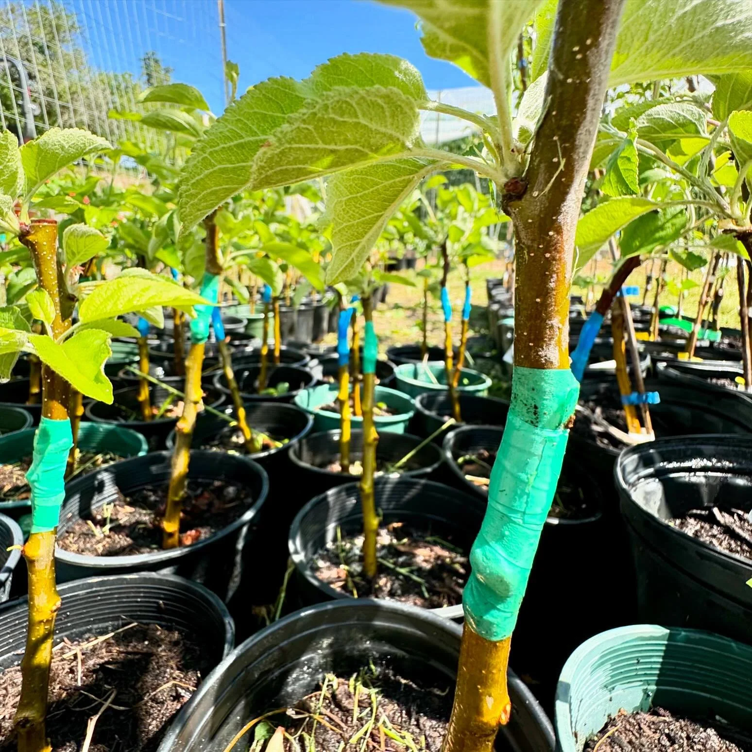These ~150 freshly grafted #apples in the @wawwemeals nursery have woken up and fused onto disease resistant Geneva rootstock!  Care must be taken when grafting to line up the cambium layers of the rootstock &amp; scion wood (apple variety). Very hap