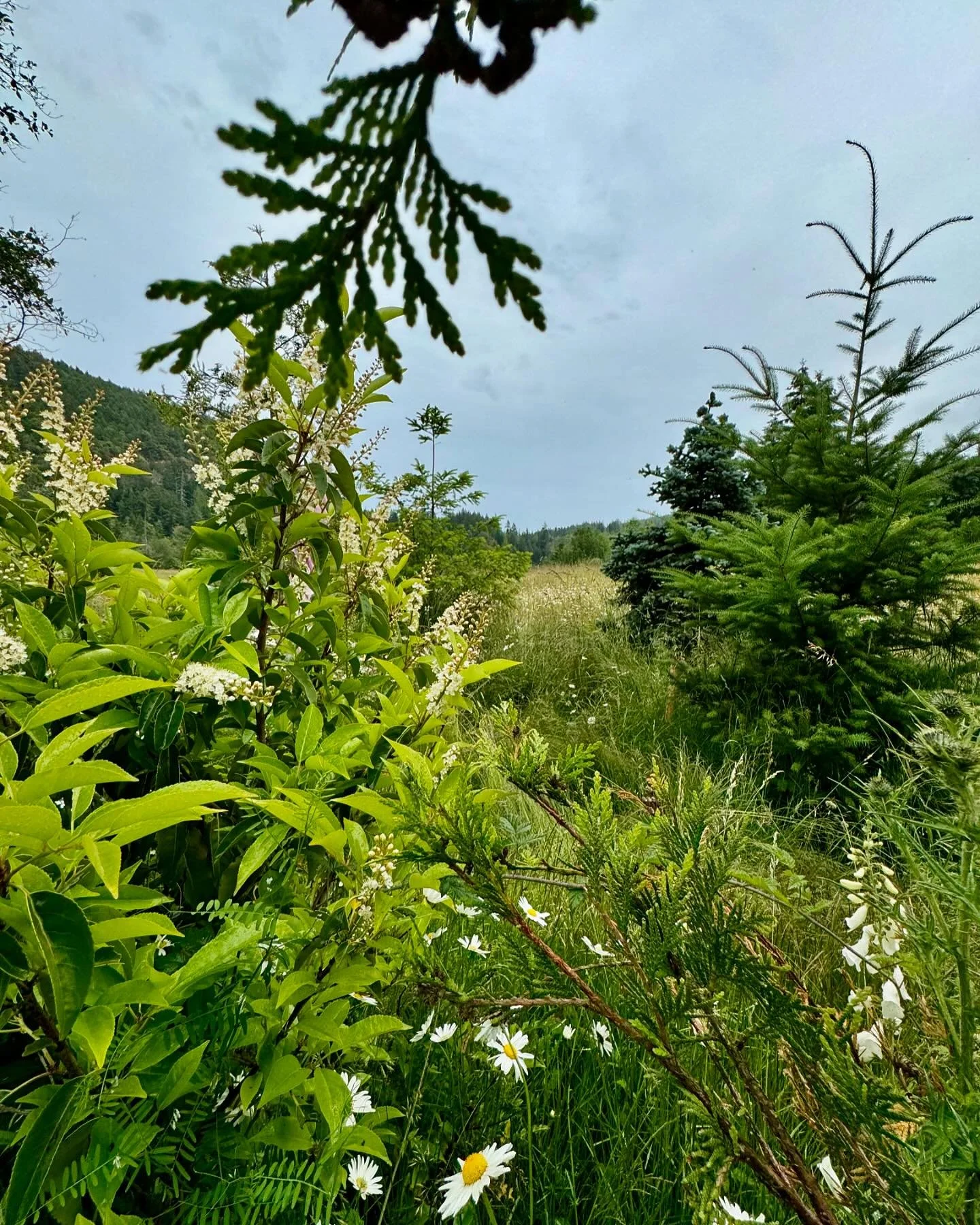 This mixed #hedgerow for privacy &amp; #habitat is starting to come into its own! If you&rsquo;re thinking of planting a wall of leylandii, don&rsquo;t! Call us instead 😋