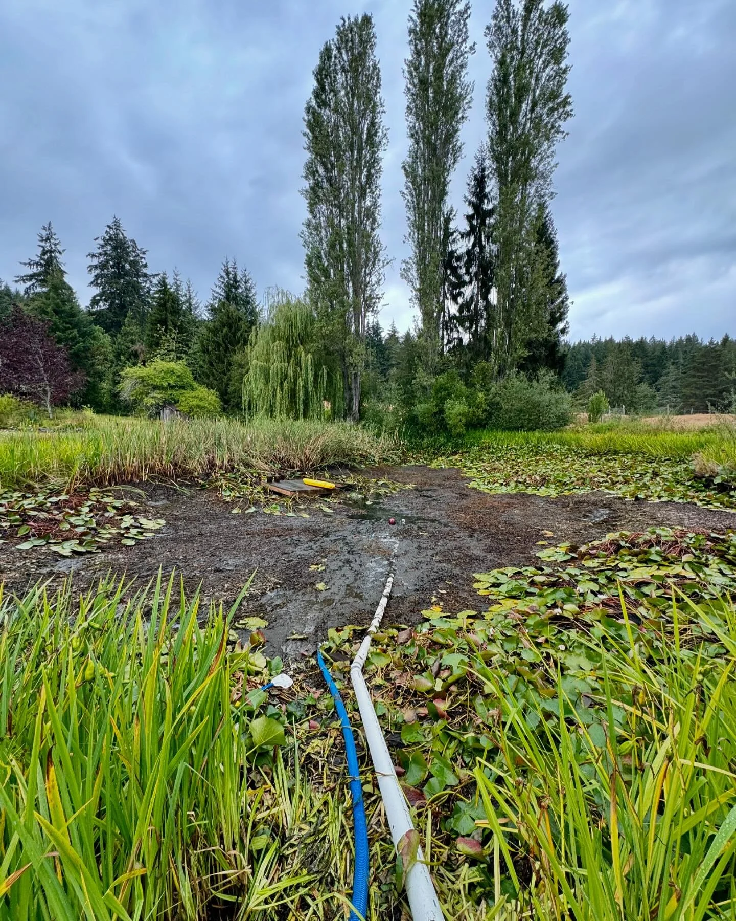 Drained pond ready to be mucked out, reshaped and deepened after many decades of aquatic plant decomposition &amp; silt buildup. #pond