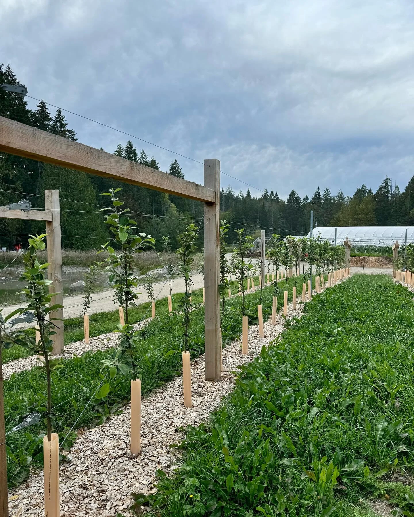 A little sheet mulch and this high-density apple #orchard is taken off! The trees have really tapped in now &amp; are sneaking in some growth before the weather turns.