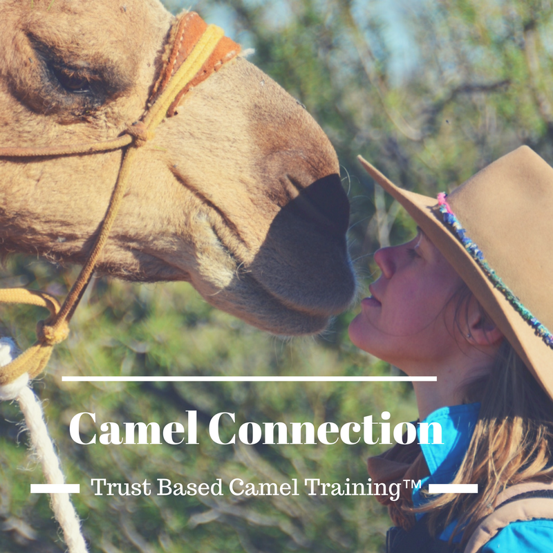 Camel Connection.png