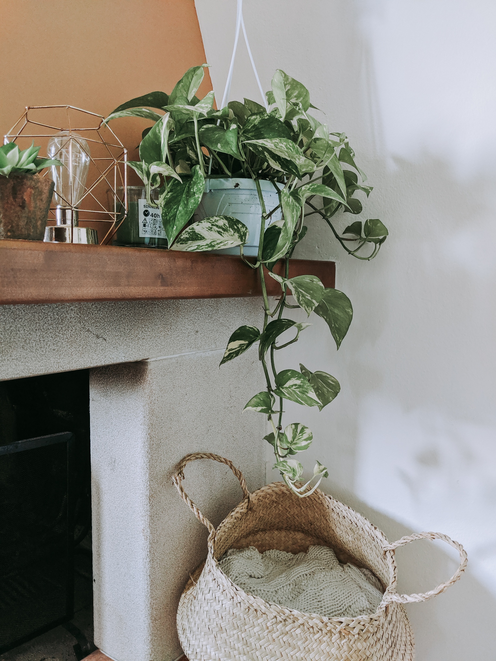 Golden Pothos on top of fireplace.