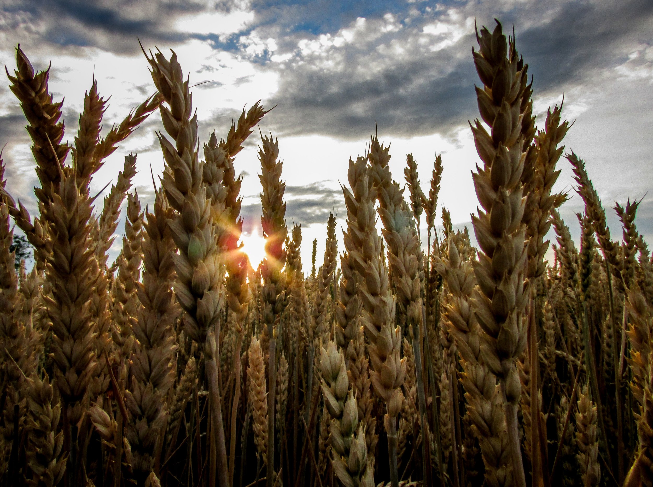 agriculture-barley-clouds-907905.jpg