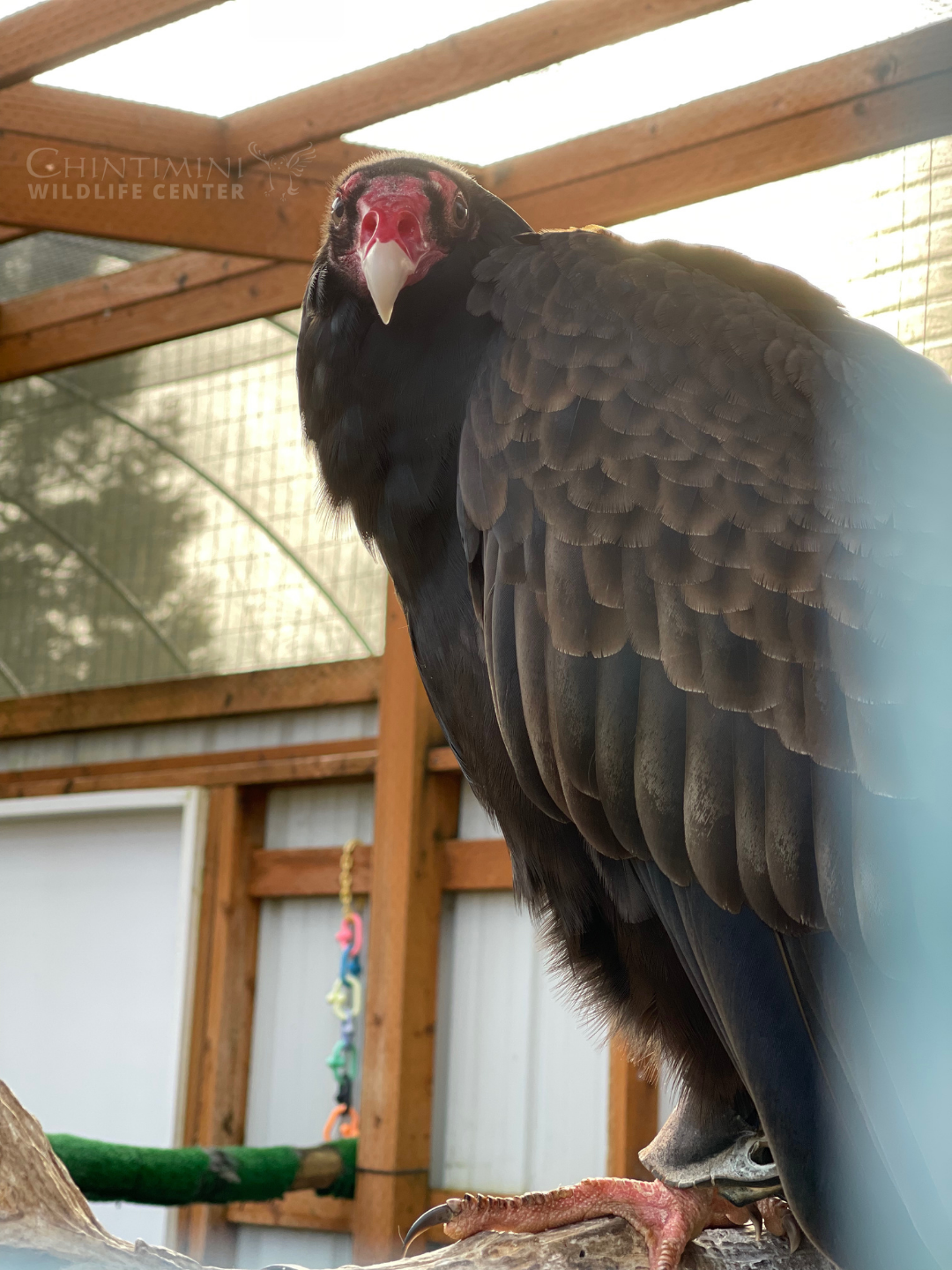 Earth Day Tours at Chintimini Wildlife Center