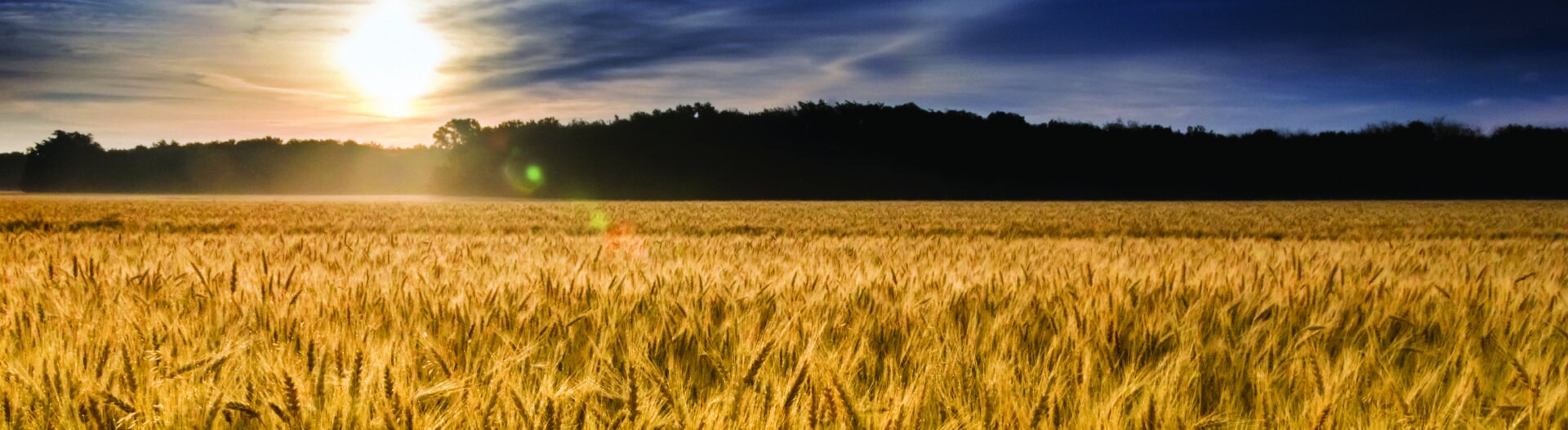 harvest.jpg