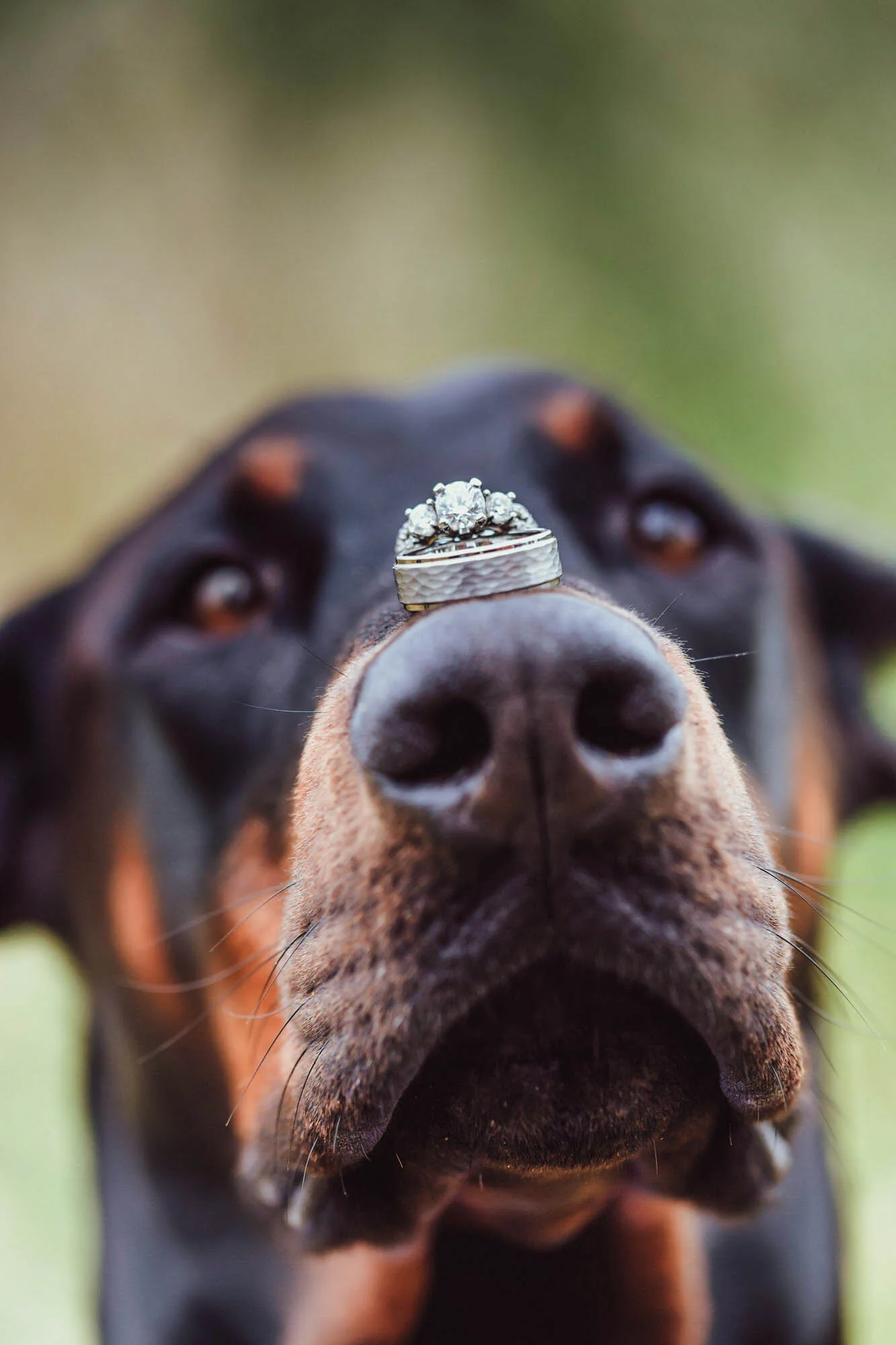 dog with wedding ring on nose.jpg