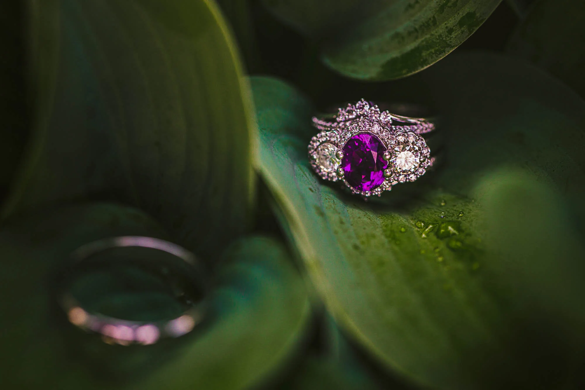 wedding rings on green leaf.jpg