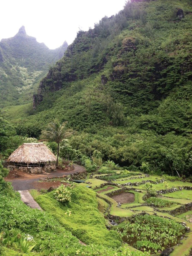   Click photo or here to view  Limahuli Garden and Preserve Project   