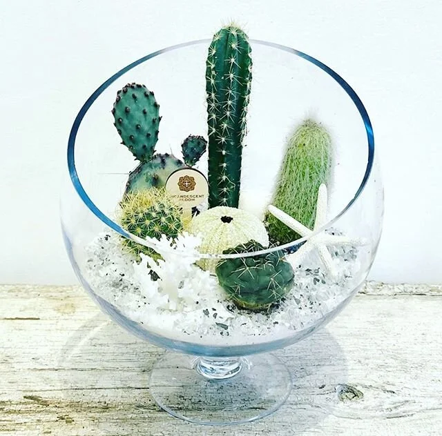 Last minute shoppers rejoice! This weekend only &mdash; Incandescent Bloom has these gorgeous low maintenance succulent and cacti bowls at our Winterlit Market in Santa Monica. Find us on the Promenade near a Wilshire and the Xmas tree this weekend 1