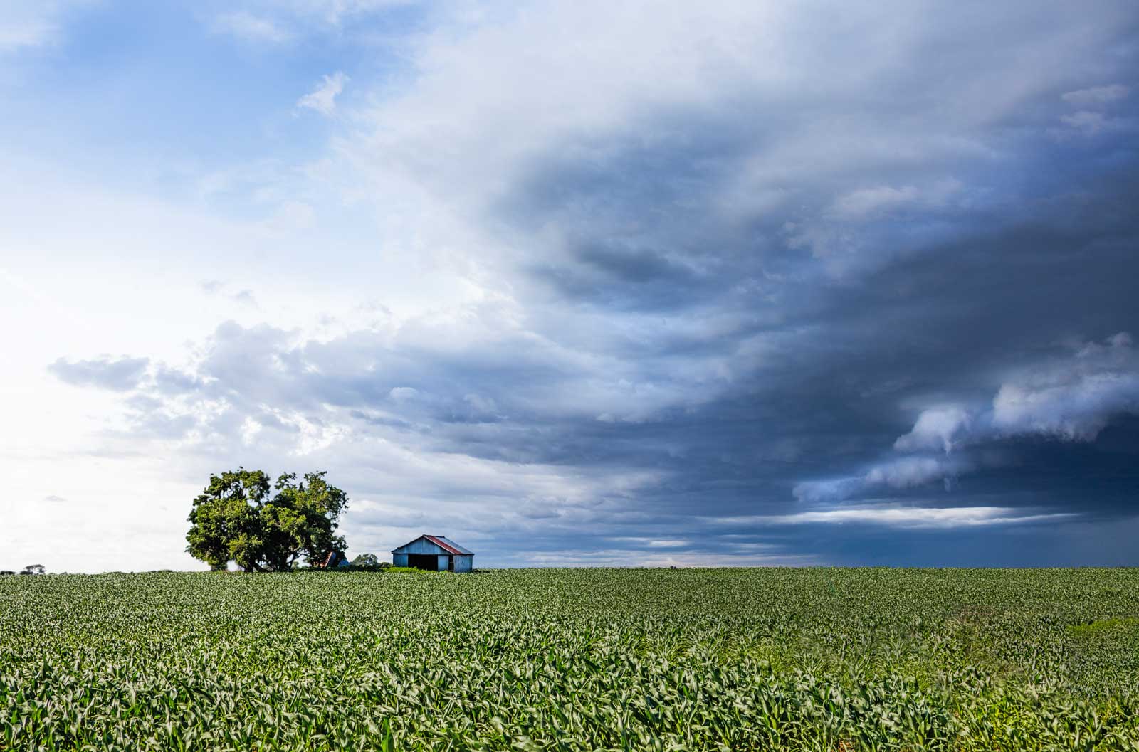 webbarn-and-corn-field-and-sweeping-cloud.jpg
