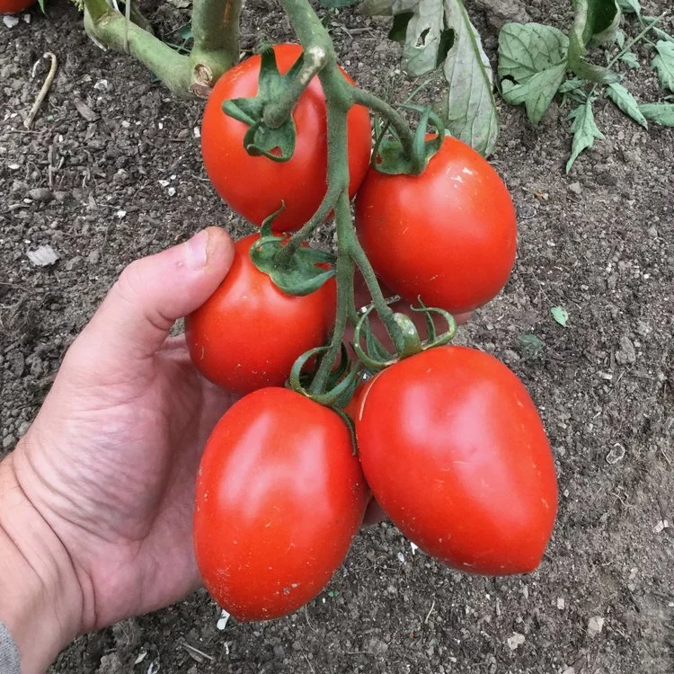 romas.jpg