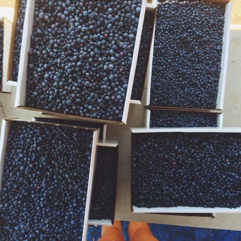 ewing-blueberries.jpg