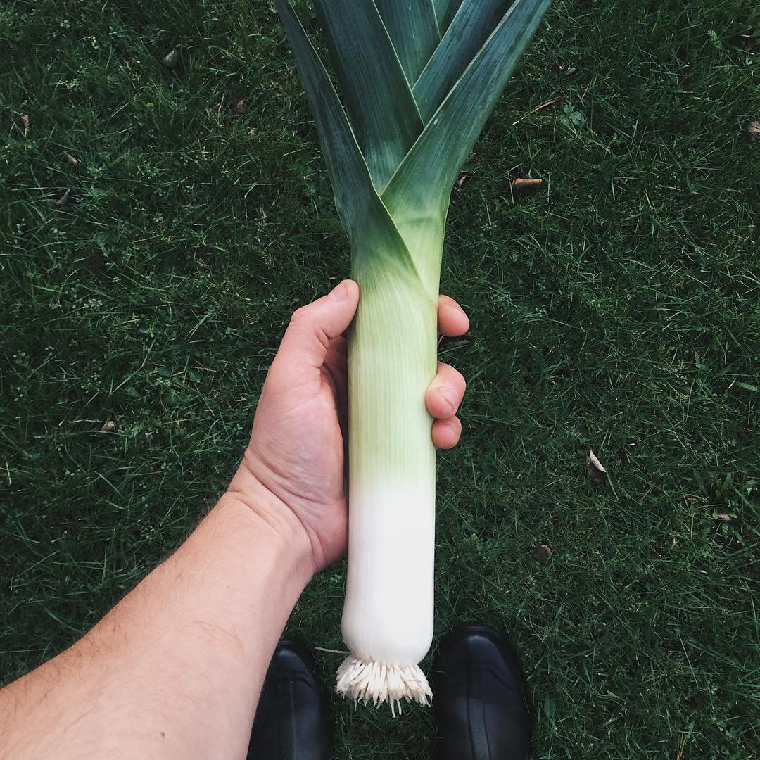 leek.jpeg