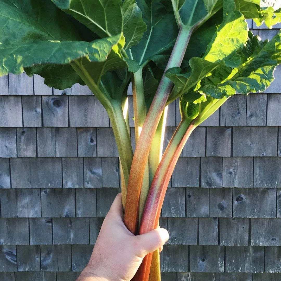 rhubarb.jpg