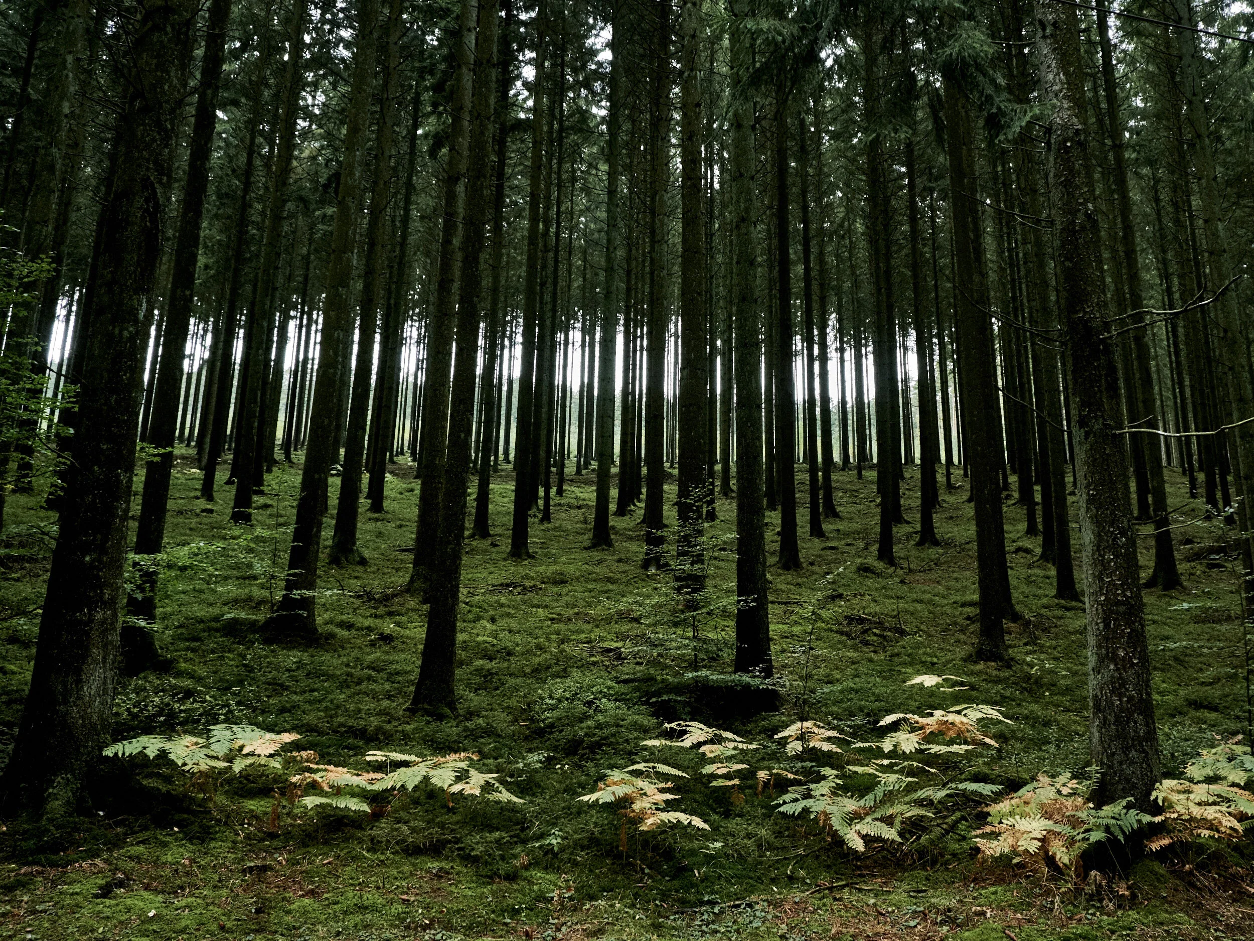 DSCF0651.jpg