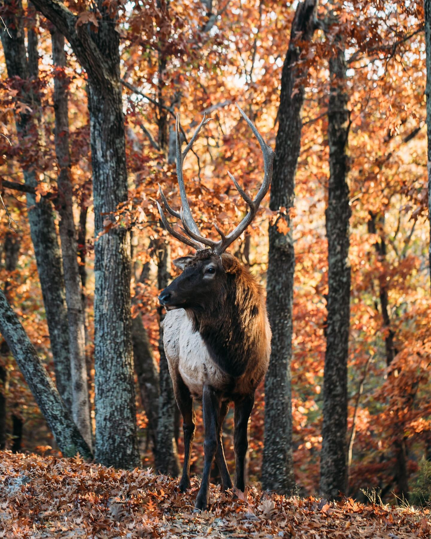 Every time I take a photo of an animal there&rsquo;s doubt in my mind. Every time I take a photo of a landscape I think, &ldquo;ehhh it&rsquo;s not even worth showing because it&rsquo;s not as good as&hellip;..&rdquo; every single time.

So today I d