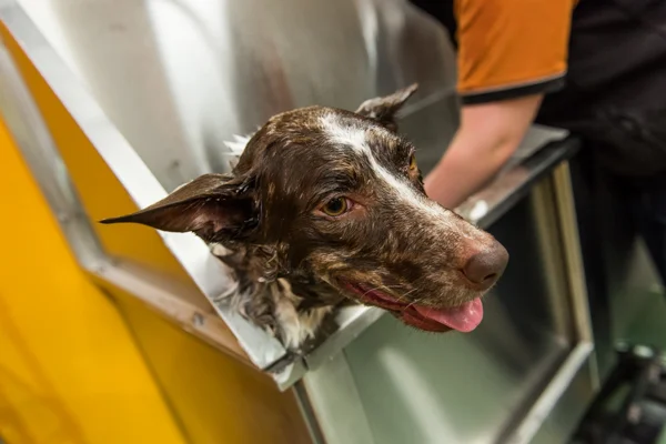 DOGCITY WEBSITE-71.jpg