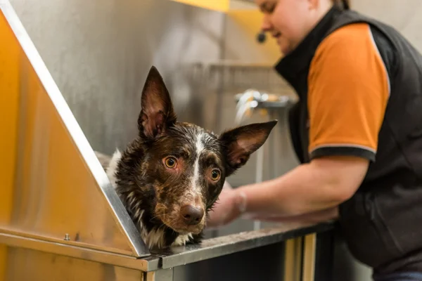 DOGCITY WEBSITE-69.jpg