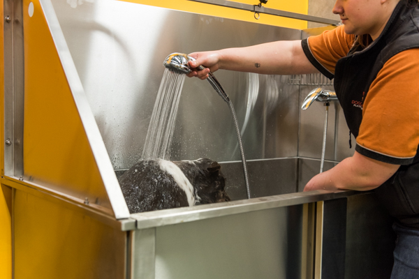 DOGCITY WEBSITE-68.jpg