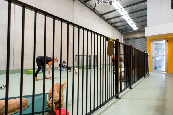 DOGCITY WEBSITE-31.jpg