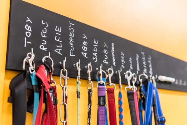 DOGCITY WEBSITE-13.jpg