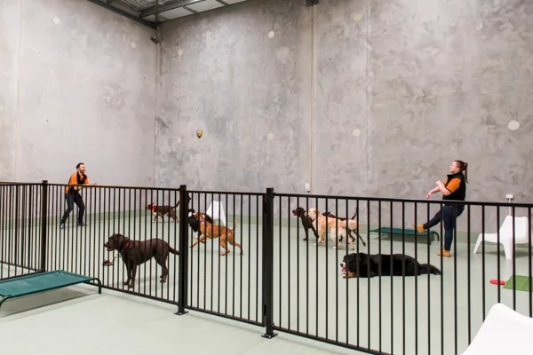 DOGCITY WEBSITE-28.jpg