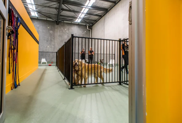 DOGCITY WEBSITE-36.jpg