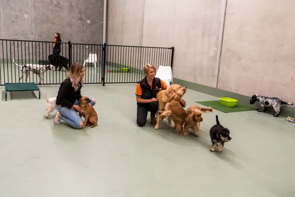 DOGCITY WEBSITE-23.jpg