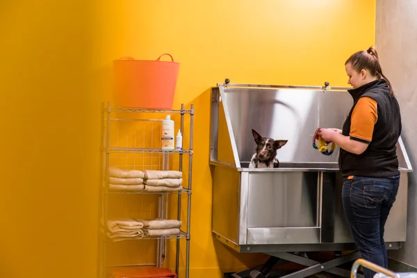 DOGCITY WEBSITE-67.jpg